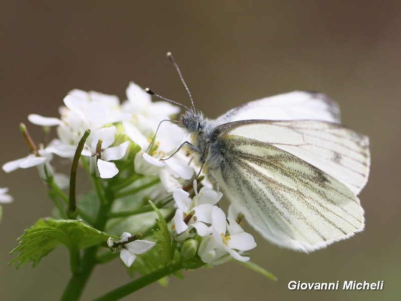 Pieris napi Pieridae